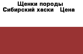 Щенки породы Сибирский хаски › Цена ­ 15 000 - Тюменская обл., Тюмень г. Животные и растения » Собаки   . Тюменская обл.